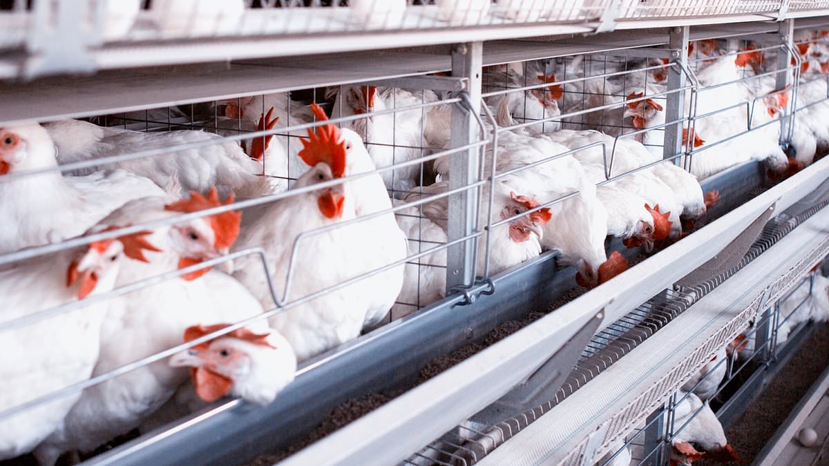 Colorado Faces Surge in Human Bird Flu Cases, CDC Intervenes