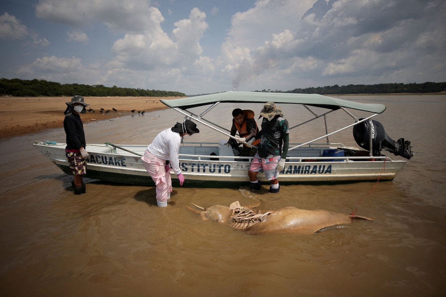 Massive Dolphin Die-Off in Amazon River Linked to Record-High Water Temperatures