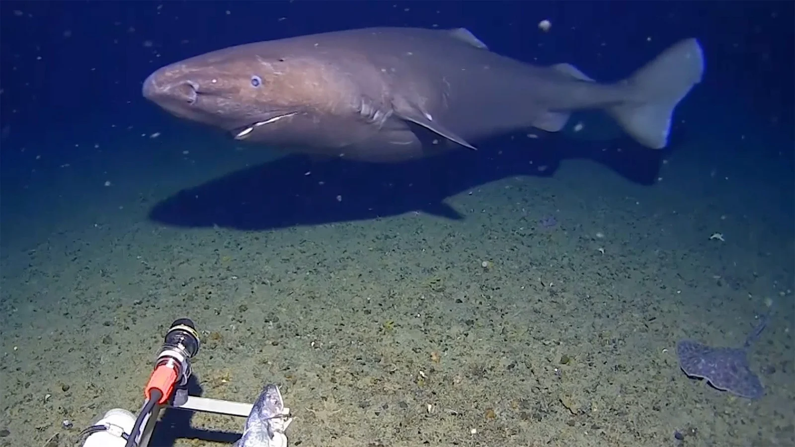 Antarctic Sleeper Shark Marks a First in Deep-Sea Footage