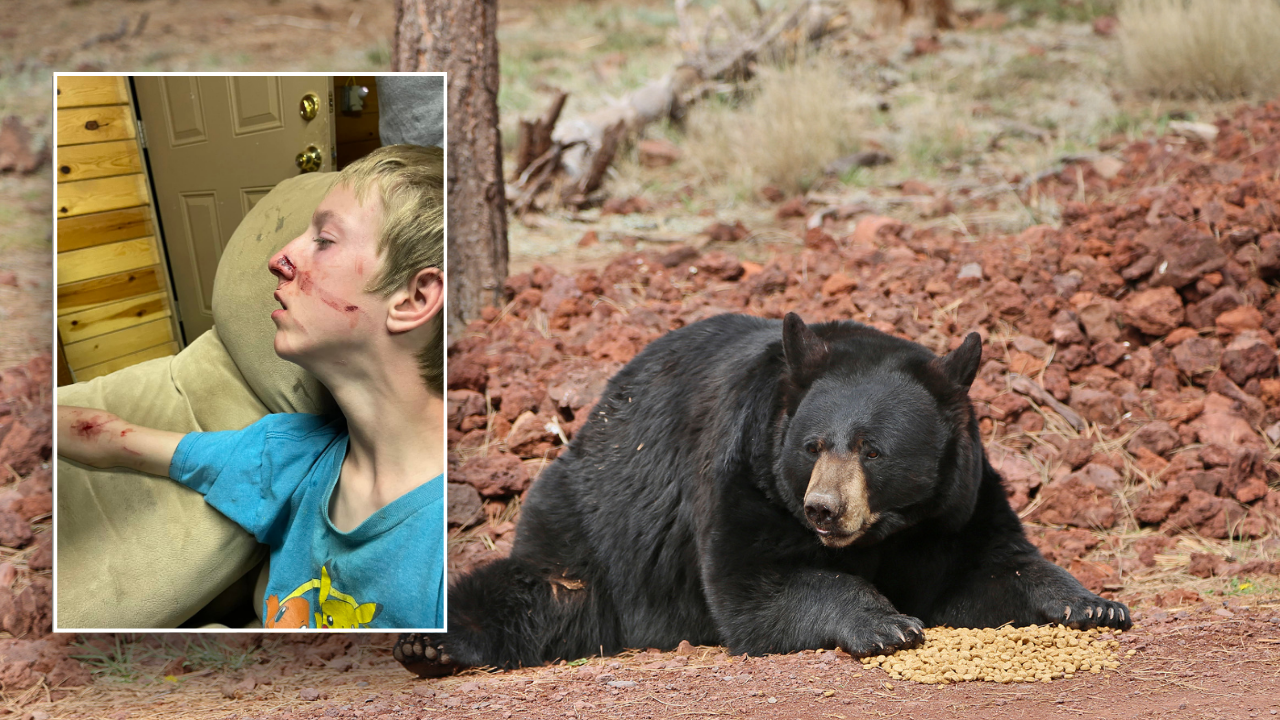 Teen Survives Bear Attack in Arizona Cabin, Rescued by Brother