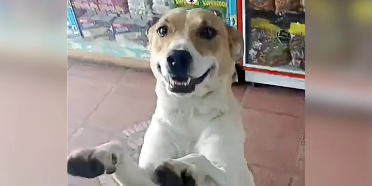 Featured image for Dog's Daily Candy Shop Visits Turn Into Playdates