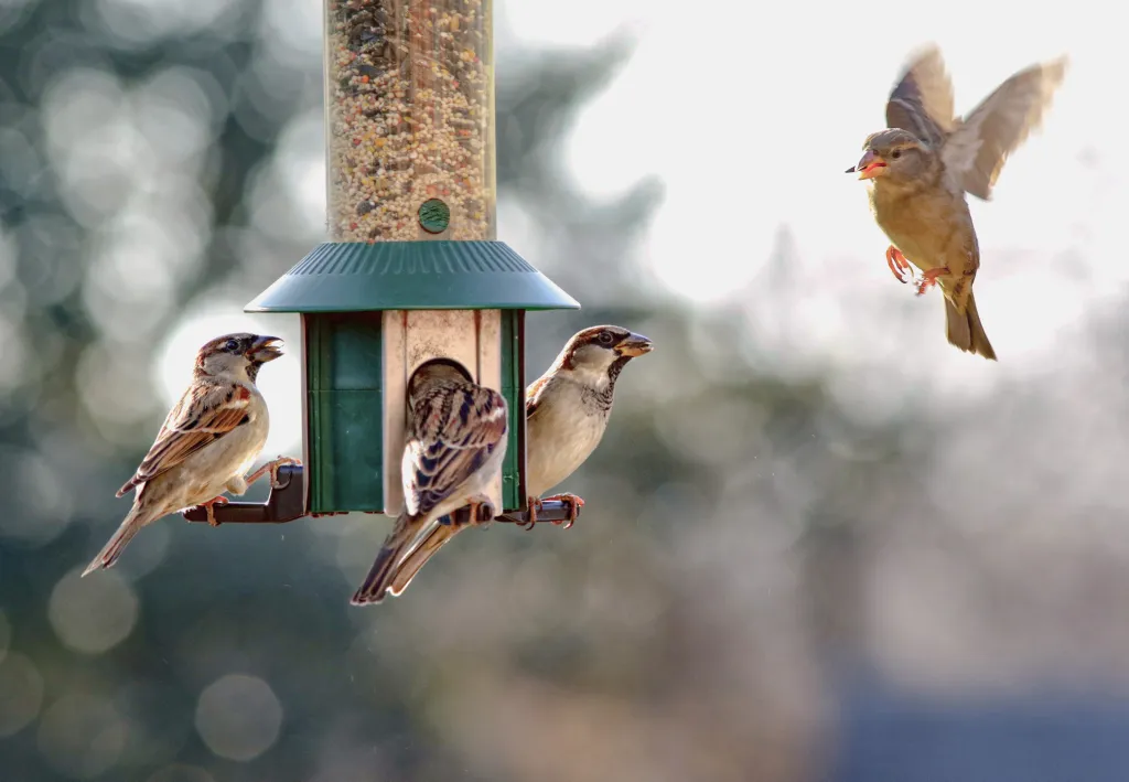 Featured image for Pleasanton Birdwatchers Advised on Avian Flu Risks with Feeders