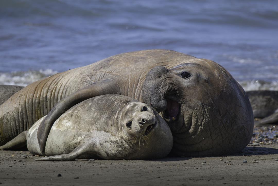 "Devastating Flu Strain Threatens Hundreds of Ocean Animal Species"