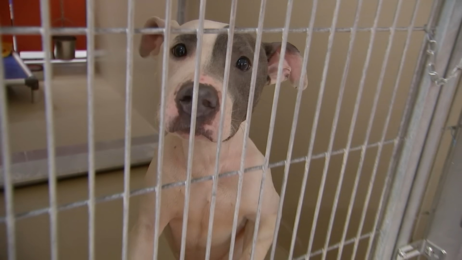 Featured image for Urgent Need to Rehome Dogs Due to Canine Flu Outbreak in Philadelphia and Oklahoma