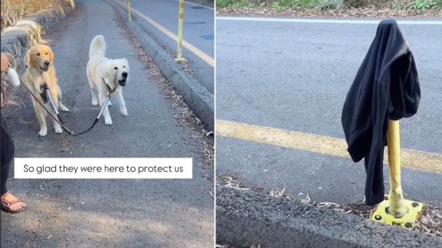 Featured image for Golden Retriever Safeguards Owner from Jacket in Adorable Video