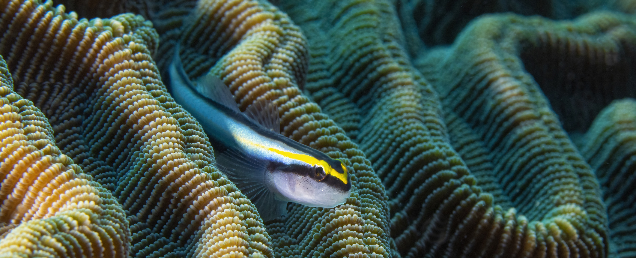 The Impact of Climate Change on Animal Brains: Expert Insights