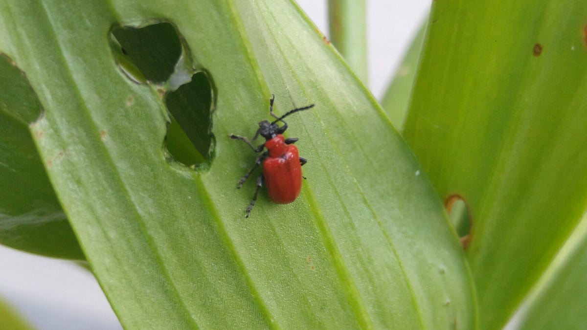Featured image for "Effective Tips to Eliminate Common Michigan Garden Pests"
