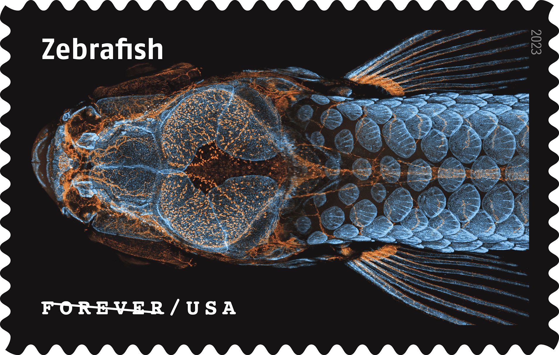 "US Postal Service Showcases Zebrafish Research and Microscopic Life on New Stamps"