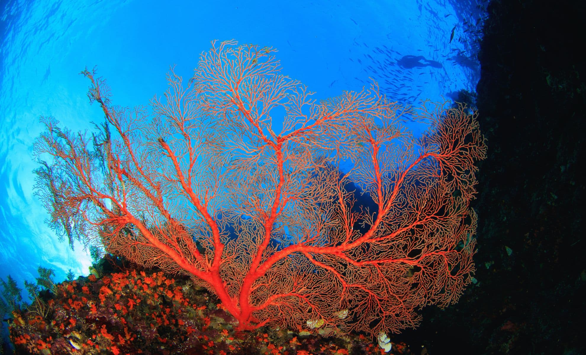 Featured image for Scientists Warn of Rising Ocean Temperatures and Coral Reef Deterioration