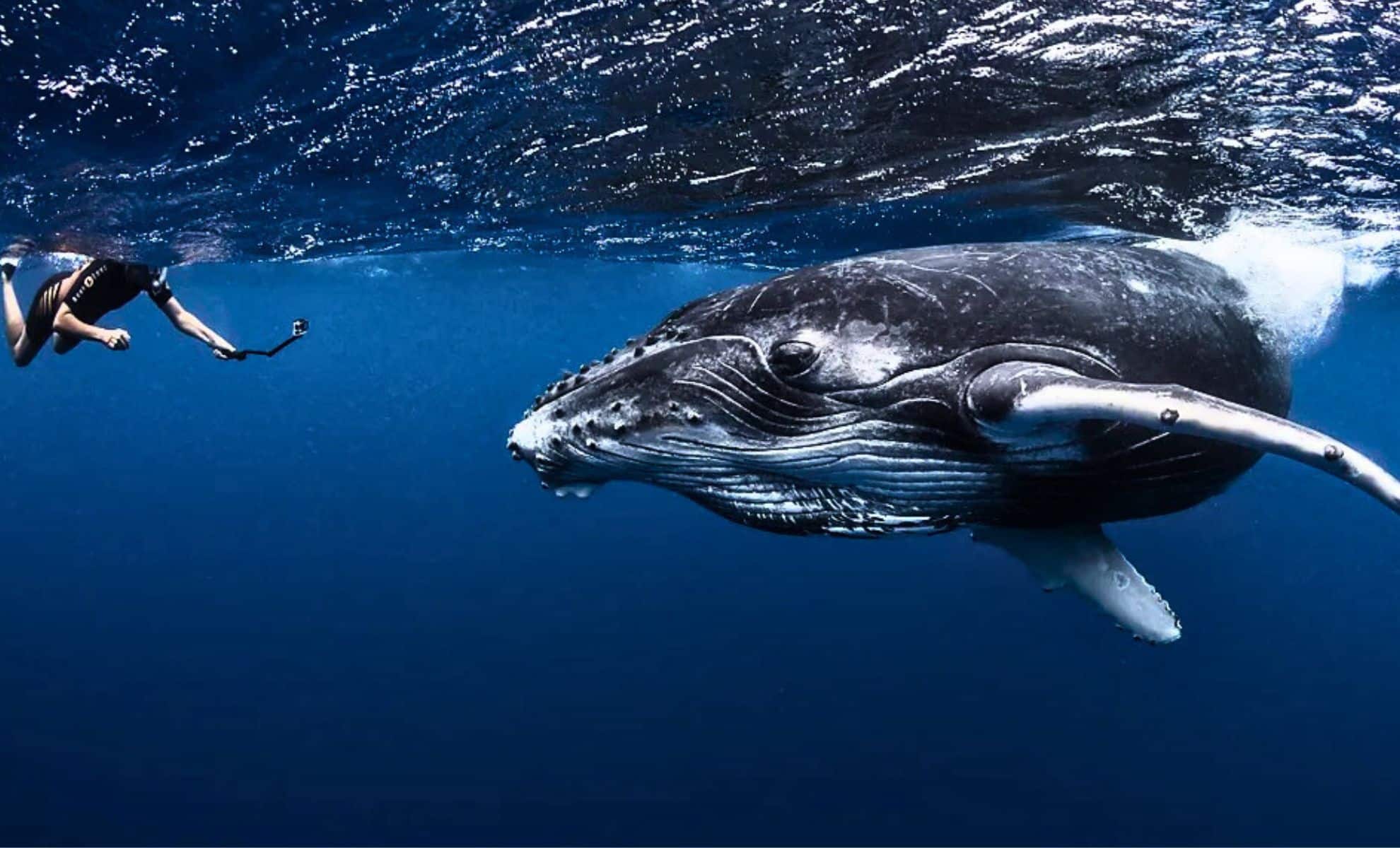 Featured image for AI Advances Promise Human-Animal Communication Breakthroughs