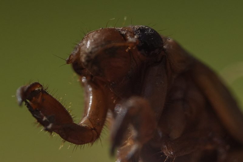 "Trillions of Cicadas to Swarm US for First Time in Over 200 Years: Nature's Epic Emergence"