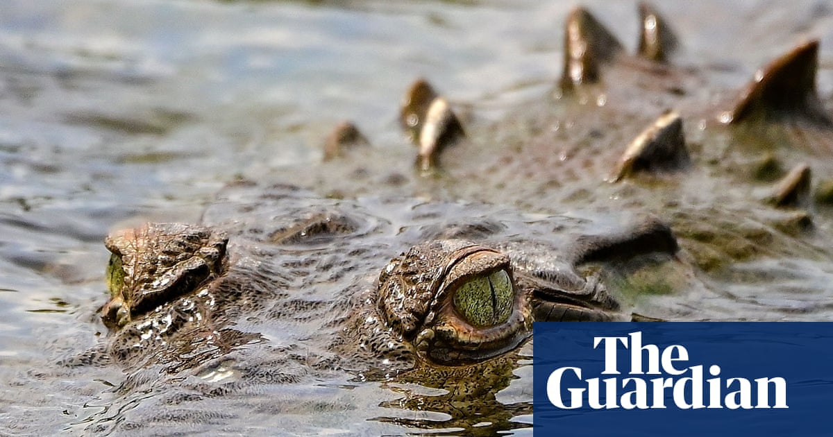 Female Crocodile in Costa Rica Has First Ever Recorded Virgin Birth