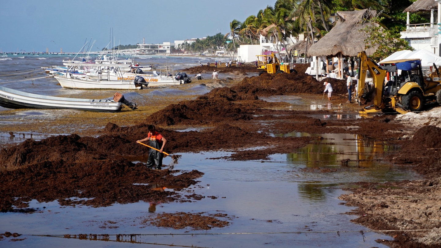 Massive Sargassum Seaweed Blob Threatens Florida and Caribbean Tourism.