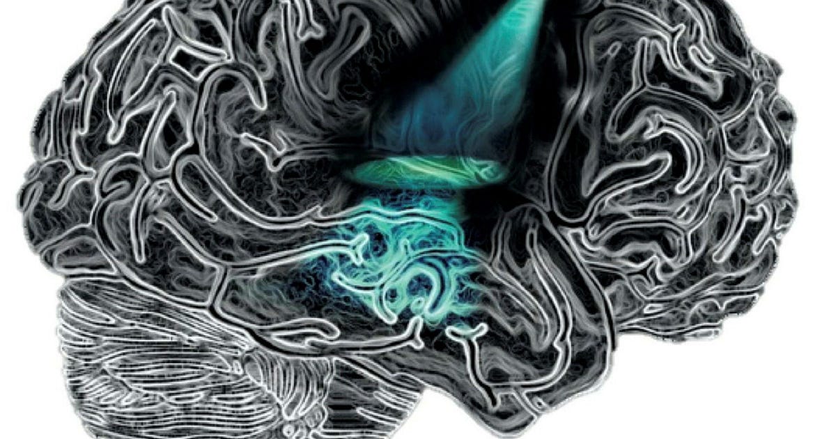 "Israeli Study Identifies Brain Area Controlling Attention and Wakefulness"