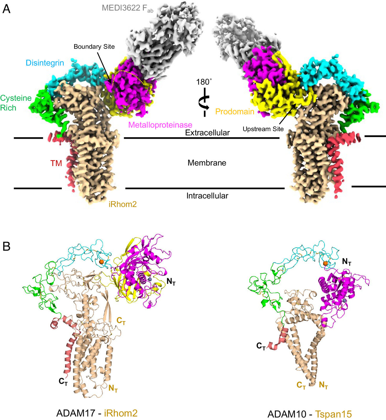 Featured image for Scientists Reveal Protein Structures Key to Immune Response and Inflammation