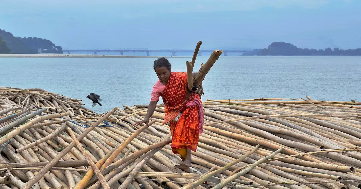 Bamboo Emerges as a Potential Everyday Superfood, ARU Finds
