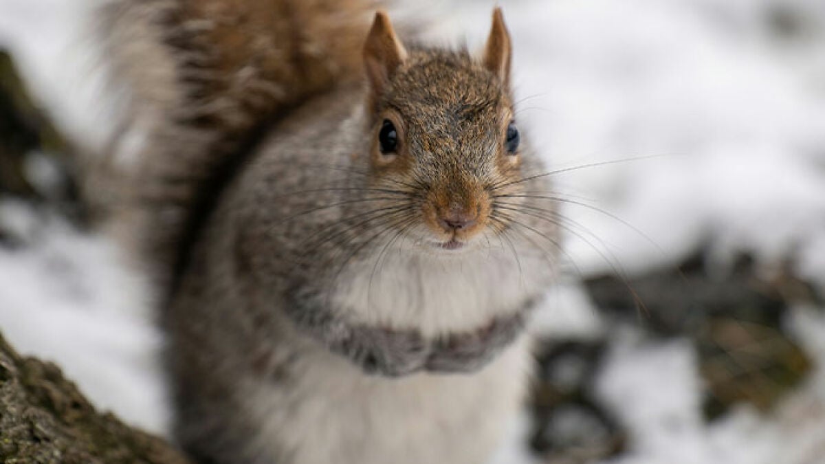 Featured image for Zombie Squirrels with Oozing Wounds Invade US Backyards