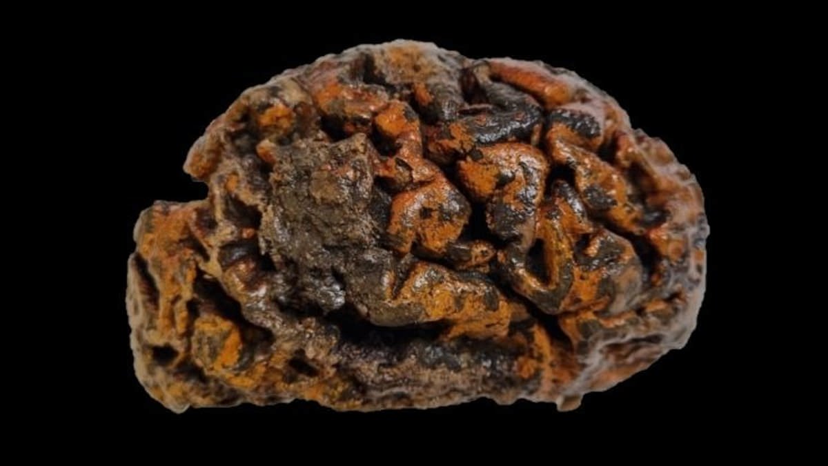 Featured image for "Unearthing 12,000-Year-Old Preserved Human Brains Challenges Decay Theories"