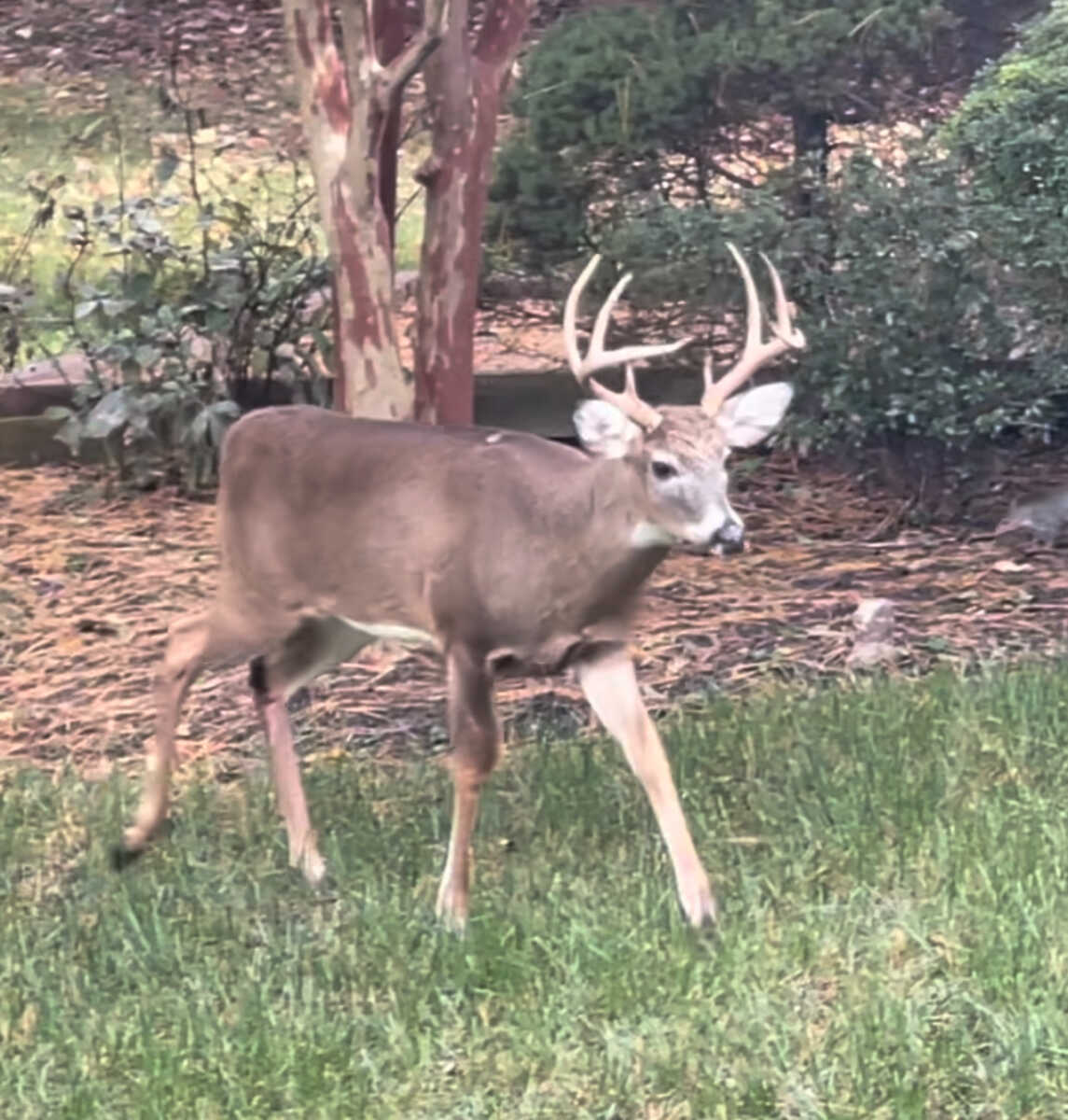 Featured image for Hemorrhagic Disease Outbreaks Affect Deer in Multiple States
