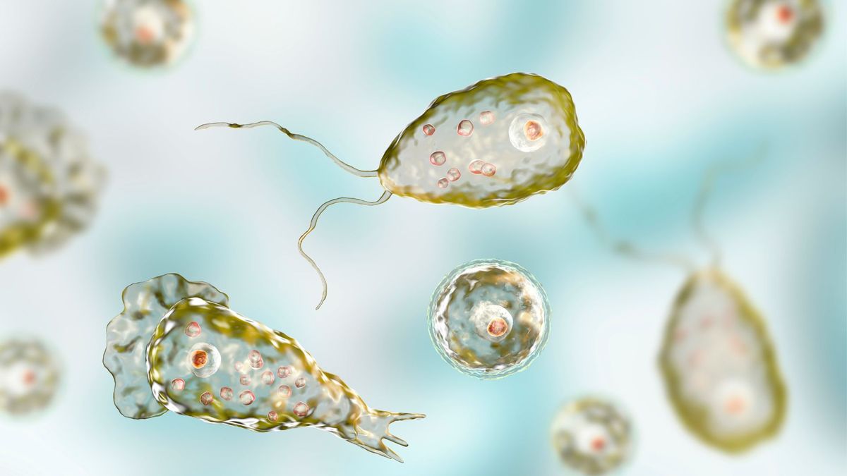 Health officials warn of 'brain-eating' amoebas in northern US states