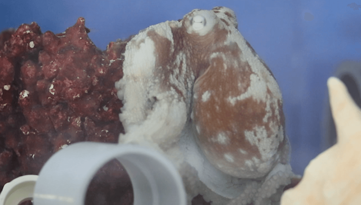 Do Octopuses Experience Nightmares?