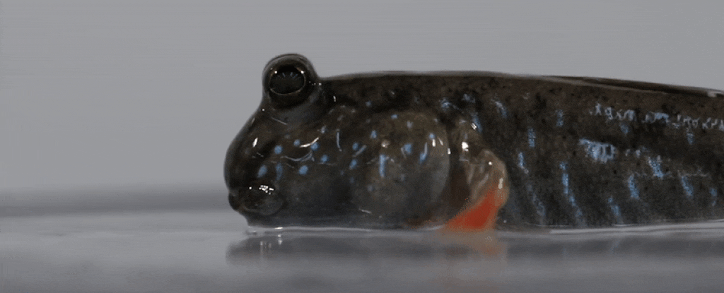 Featured image for The Evolutionary Significance of Blinking in Amphibious Fish