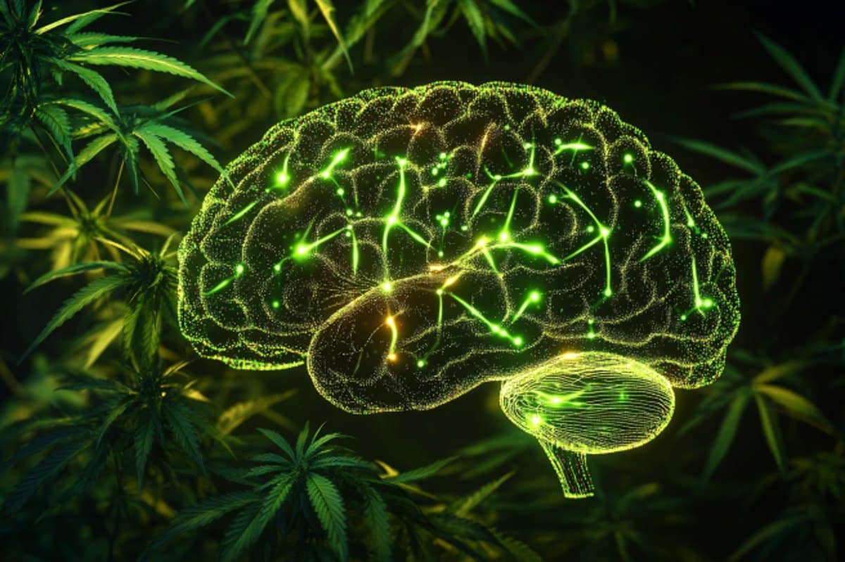 Featured image for Exploring Cannabis as a Potential ADHD Treatment
