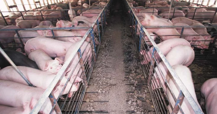 Featured image for "Unveiling the Truth: Debunking the Myth of Human Omnivorous Nature"