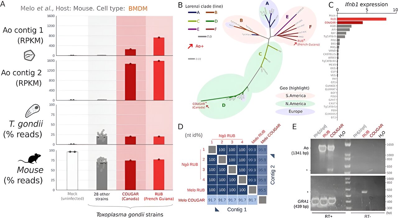 Featured image for "Scientists Uncover 'Trojan Horse' Virus in Human Parasite"