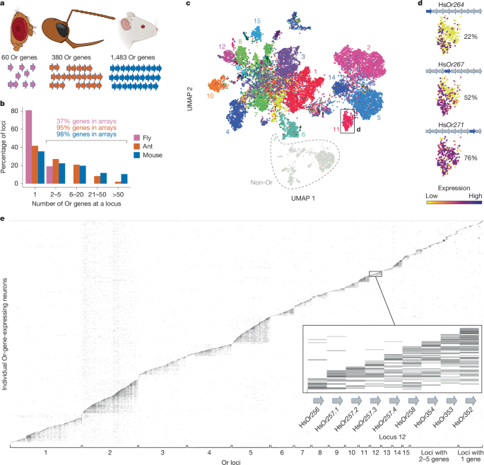 Featured image for Transcriptional interference enforces single olfactory receptor per ant neuron