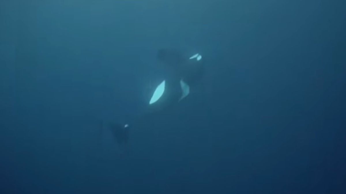 Heartbreaking Footage Reveals Orca's Desperate Struggle for Survival