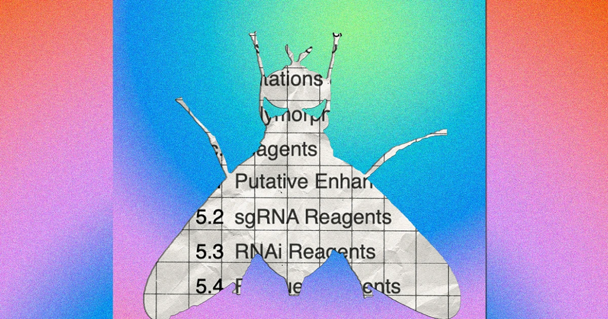 Featured image for Harvard's Biomedical Research Faces Challenges Amid Trump Cuts
