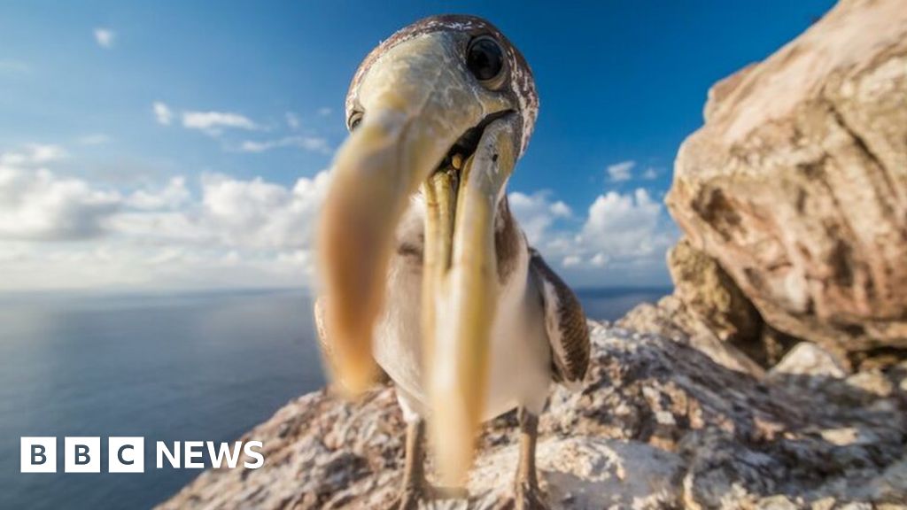 Featured image for "Redonda: From Tiny Caribbean Island to Wildlife Paradise"