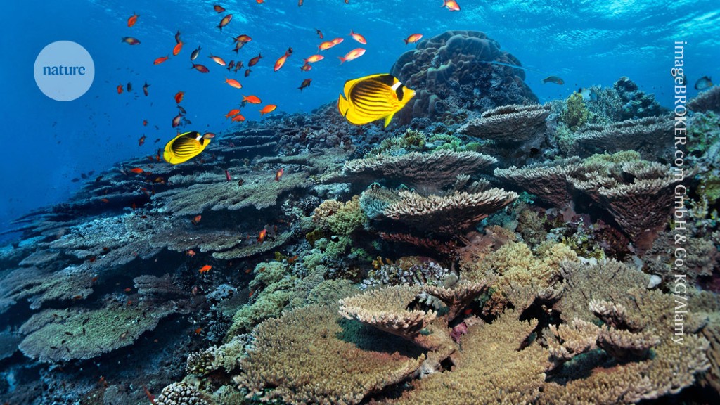 "Debating the Potential of Transplanted Foreign Corals to Save Dying Caribbean Reefs"