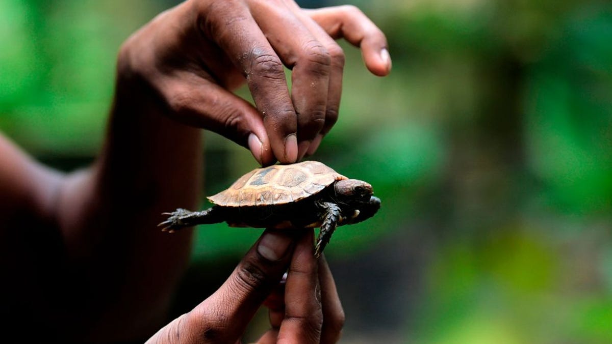 CDC Warns of Widespread Salmonella Outbreak from Pet Turtles