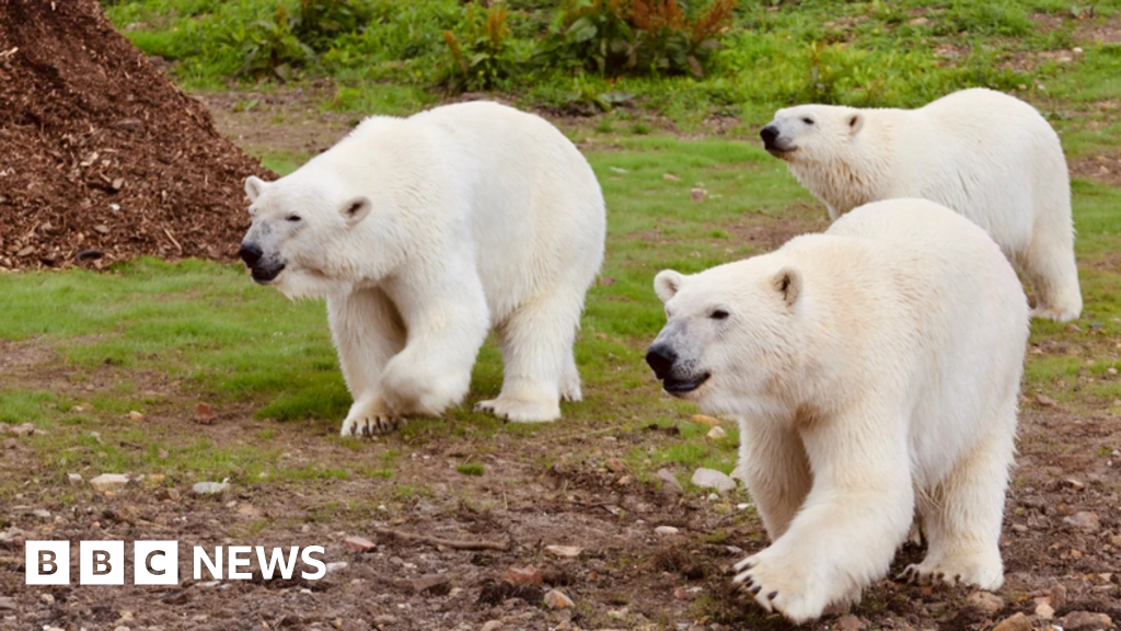 Featured image for Paragliders Nearly Enter Polar Bear Enclosure