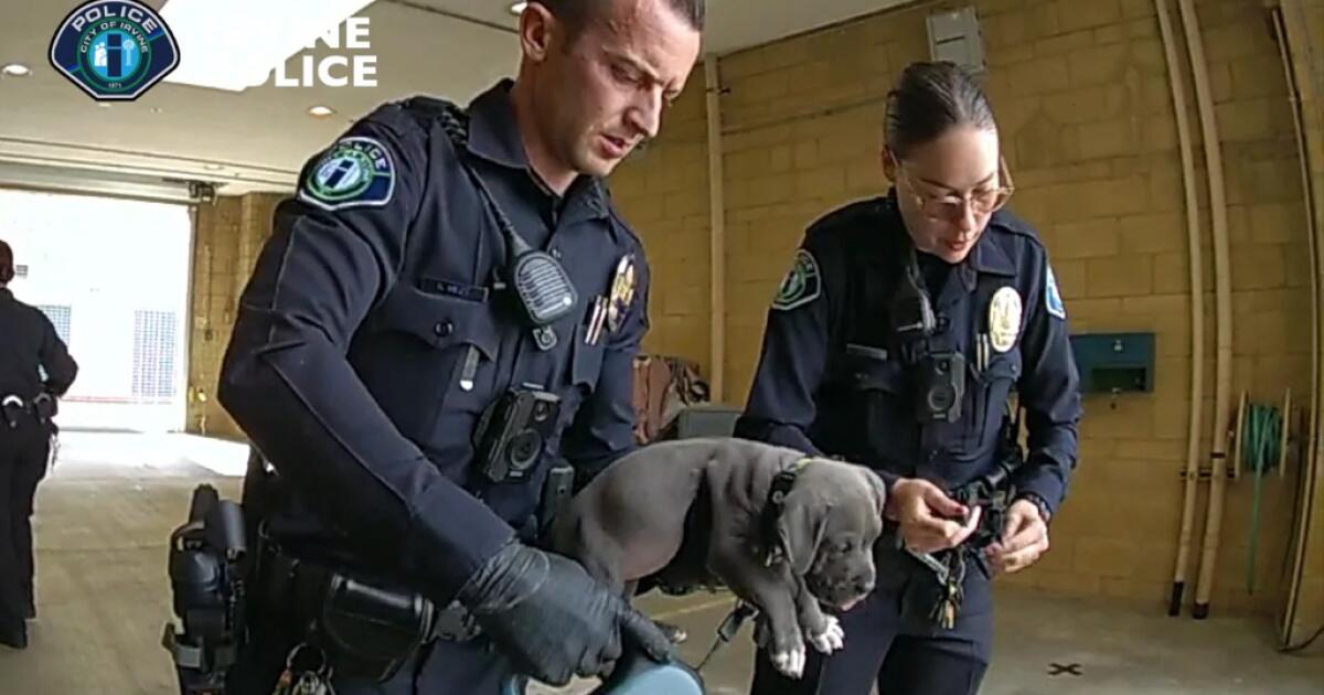 "Puppy Saved from Fentanyl Overdose with Life-Saving Drug"