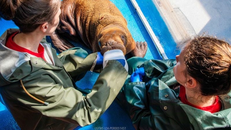 Featured image for Rescued Walrus Calf Receives 24/7 Cuddle Care in Alaska