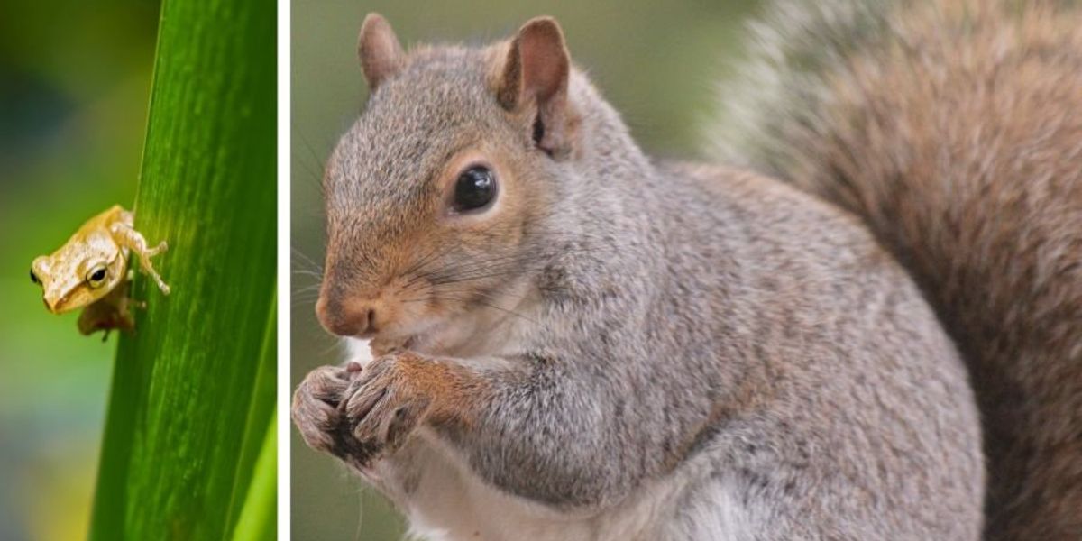 "Squirrel's Fear of Tiny Frog Sparks Serious Concern"