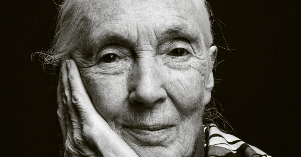 Featured image for Jane Goodall, Renowned Primatologist and Conservationist, Passes Away at 91