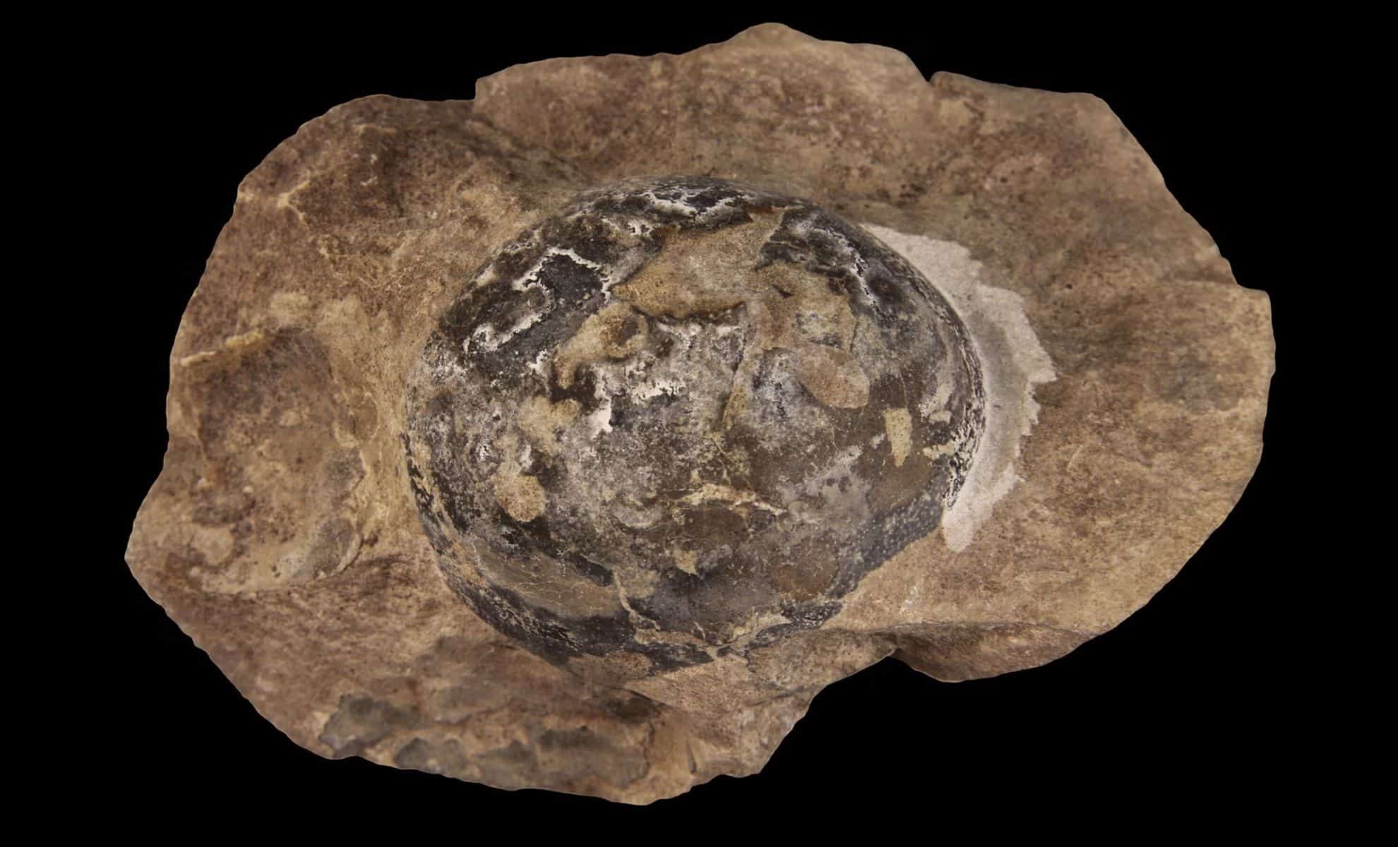 Antarctic Fossil Egg Discovery Reshapes Prehistoric History