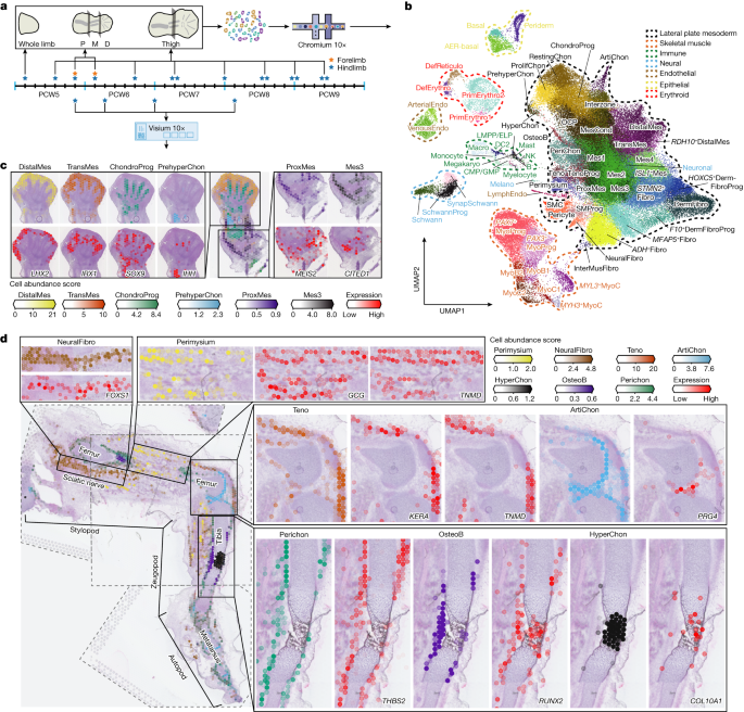Featured image for Unveiling the Intricate Development of Human Limbs: From Embryonic Atlas to Nature's Chiseling