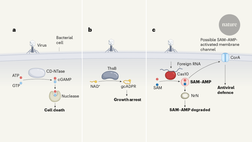"Bacterial Defences: Unveiling the Expanding Language"