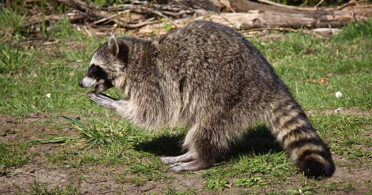 Featured image for Charlotte County issues rabies alert following raccoon case in Punta Gorda