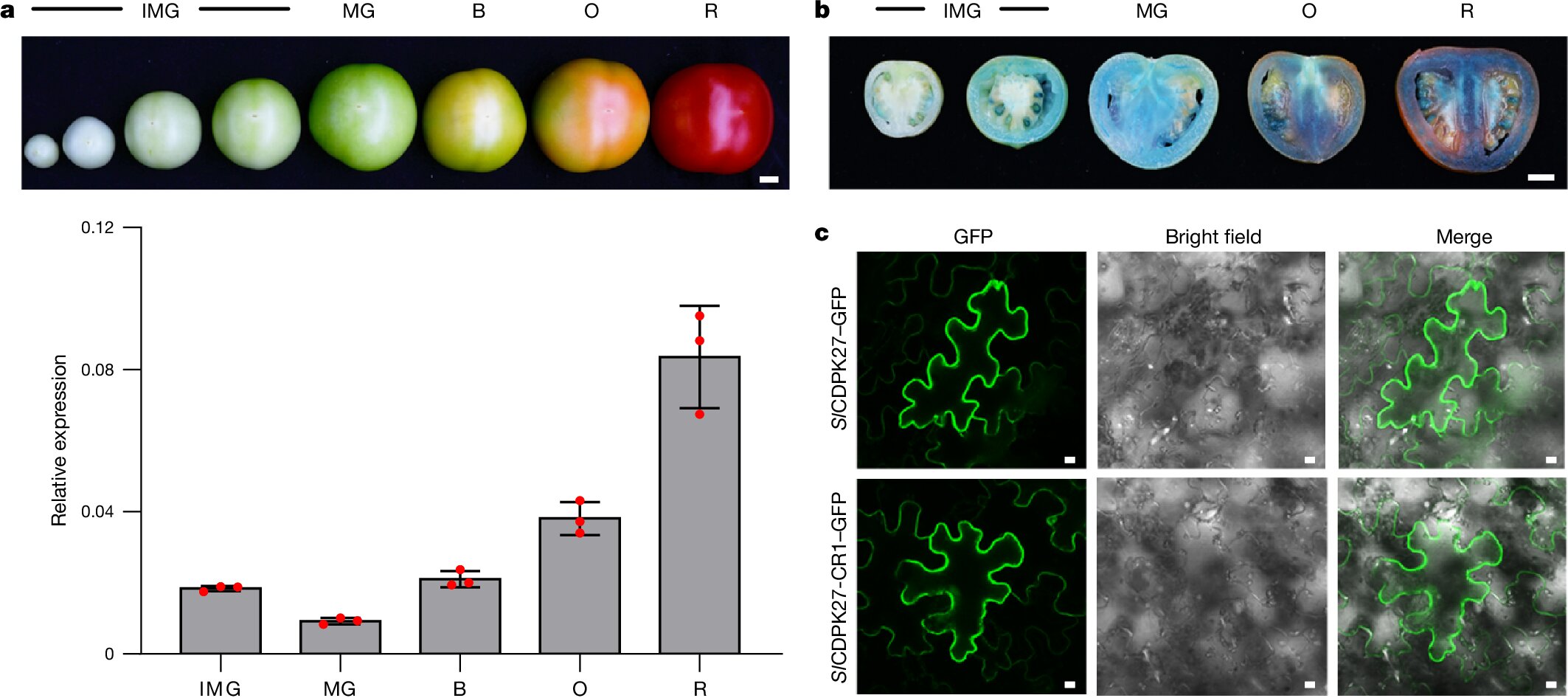 Featured image for CRISPR Breakthrough: Sweeter, Larger Tomatoes Achieved