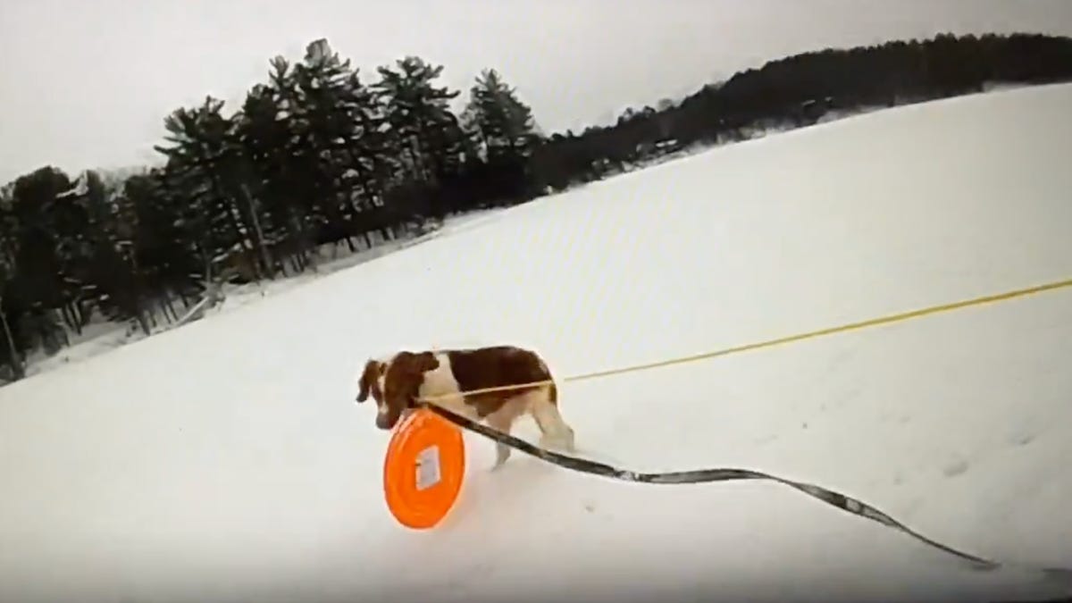 Featured image for "Police Dog's Heroic Rescue of Man from Icy Michigan Lake"