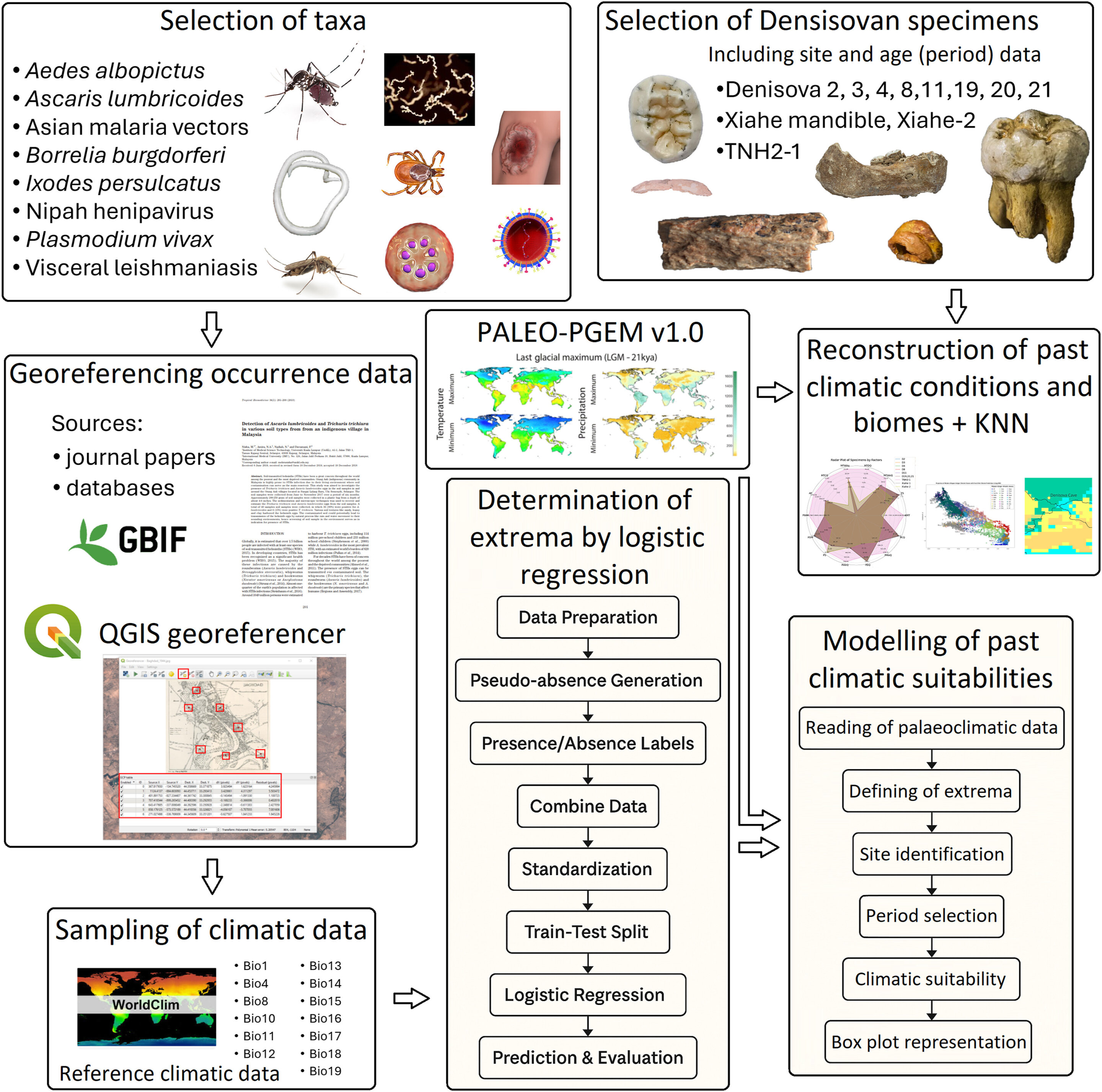 Featured image for Ancient Denisovan DNA May Shield Us from Tropical Diseases
