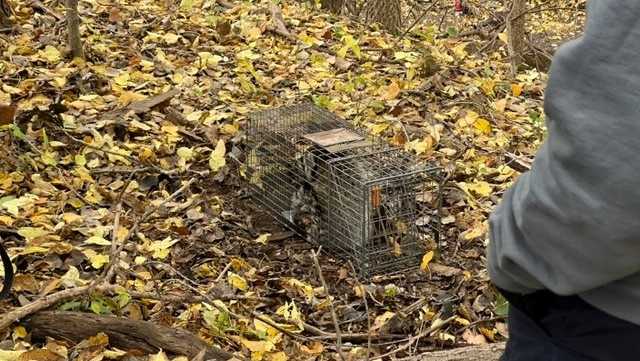 Featured image for "Oral Rabies Vaccine Bait Distribution in Douglas County Aims to Prevent Disease Spread"