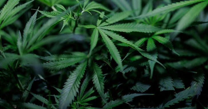 Massachusetts Cannabis Companies Challenge Federal Drug Law's Constitutionality