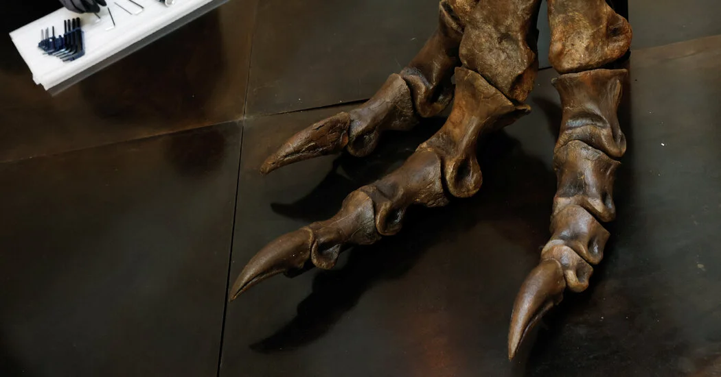 T. rex Tiptoes Like a Giant Bird, New Study Shows